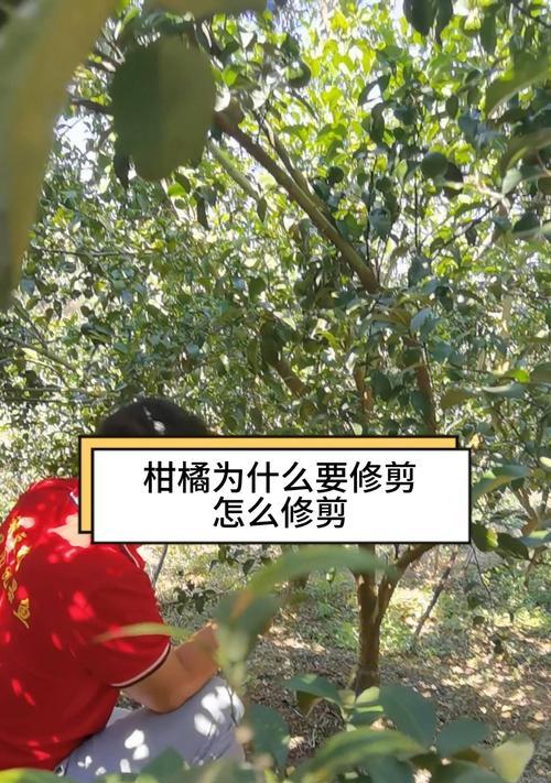 三红修剪枝条怎么修剪