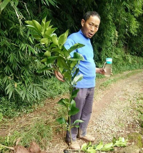 三红修剪枝条怎么修剪