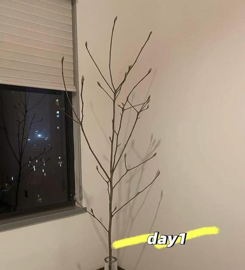 白玉兰怎么种植方法：全面指南与技巧分享