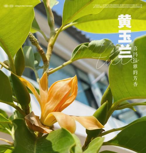 白玉兰怎么种植方法：全面指南与技巧分享