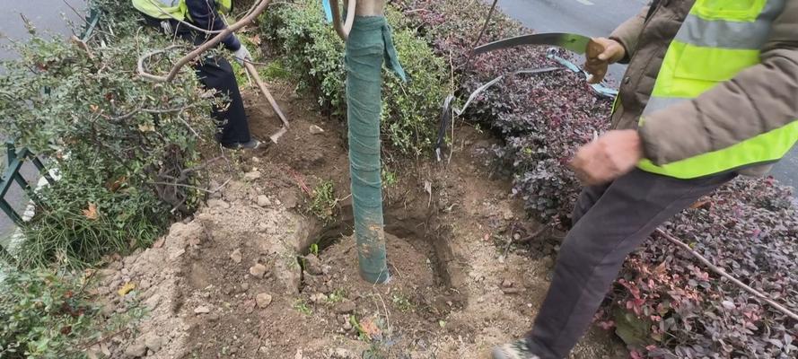 白玉兰怎么种植方法：全面指南与技巧分享