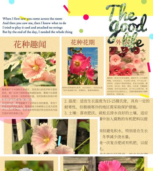 玫瑰花的养护技巧和常见问题是什么？