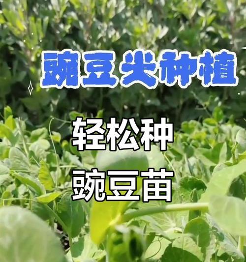 豌豆种植方法：大棚种植全攻略