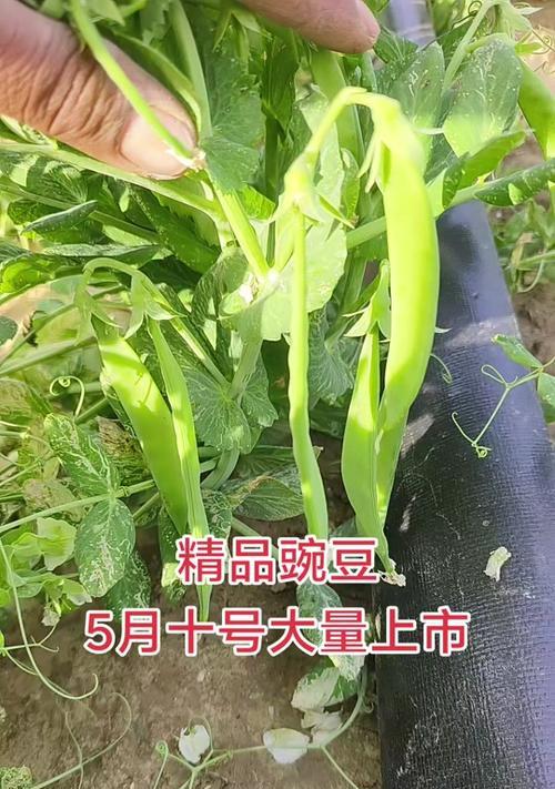 豌豆种植方法：大棚种植全攻略