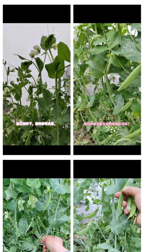 豌豆种植方法：大棚种植全攻略