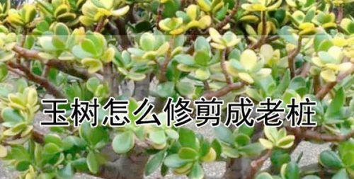 拱形玉树修剪枝条全攻略：让您的绿植焕发新生