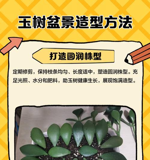 拱形玉树修剪枝条全攻略：让您的绿植焕发新生