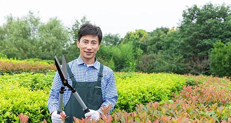 白术的修剪技巧：如何正确修剪枝叶