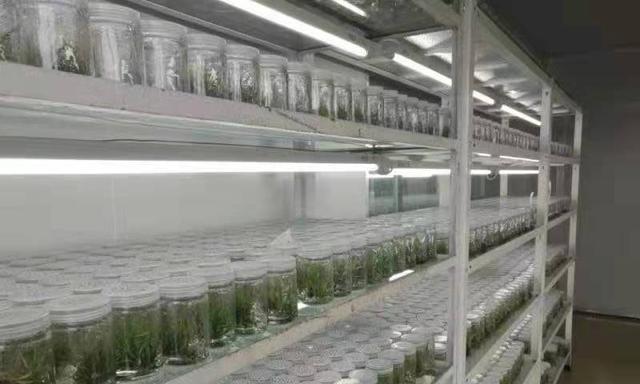 甘蔗种苗怎么脱毒催芽