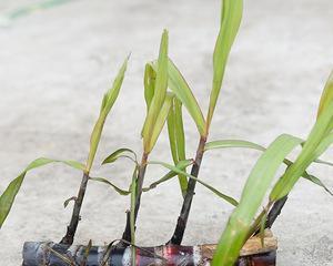 甘蔗种苗怎么脱毒催芽