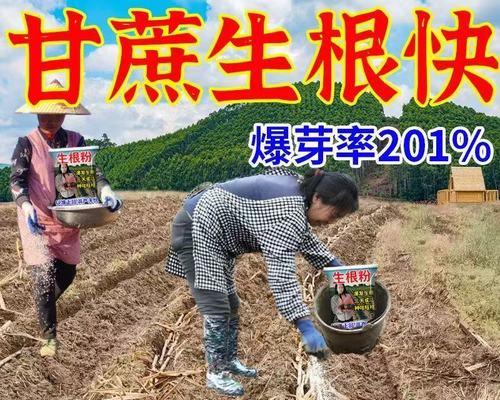甘蔗种苗怎么脱毒催芽