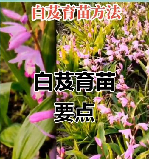 白吉种子催芽方法详解