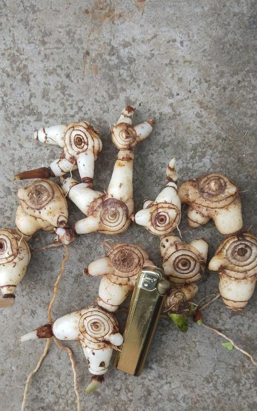 白吉种子催芽方法详解