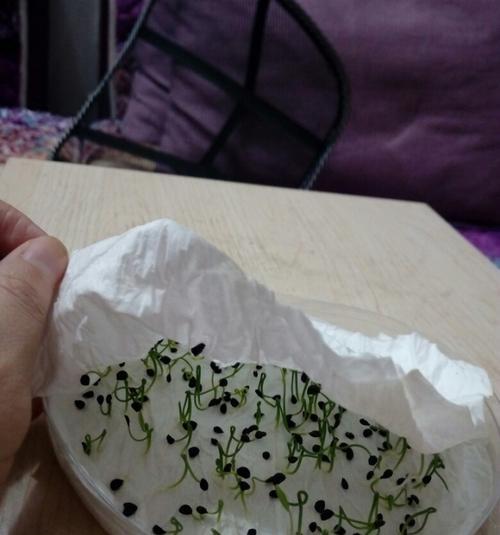 陈韭菜种子怎么催芽方法