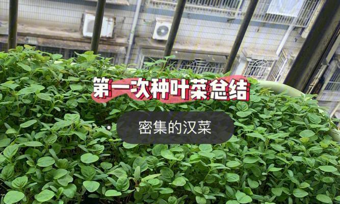 汉菜催芽后怎么移栽呢？