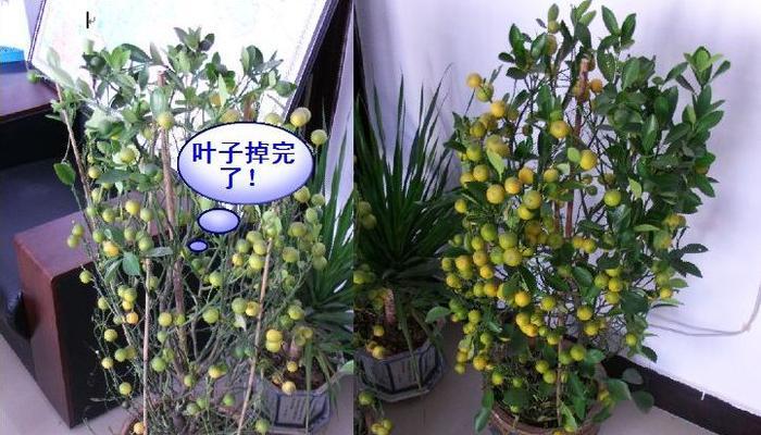 金桔结果后修剪枝吗怎么修剪