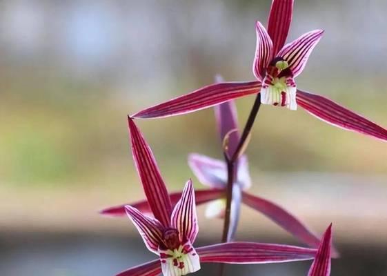 子子花怎么养？家庭养护技巧分享