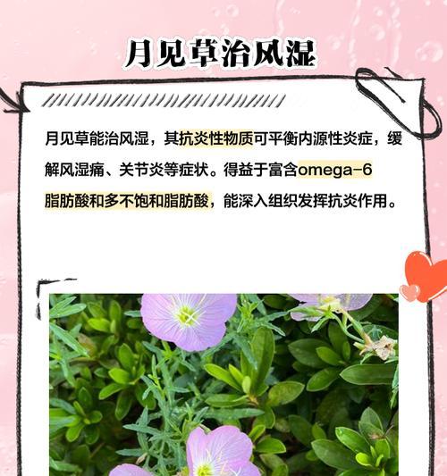 月见草种怎么催芽的：全面指导与技巧分享