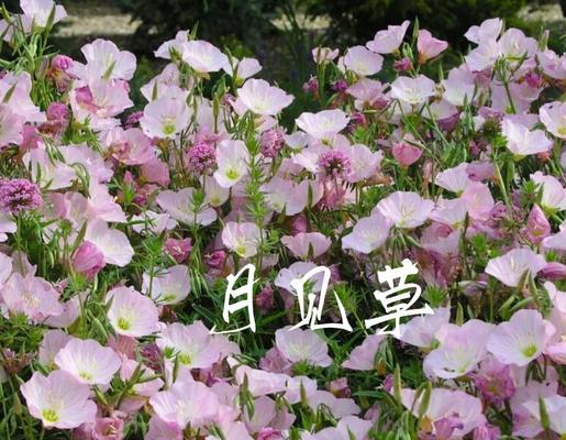 月见草种怎么催芽的：全面指导与技巧分享