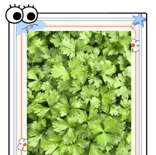 芹菜怎么催芽呢：全过程与技巧分享