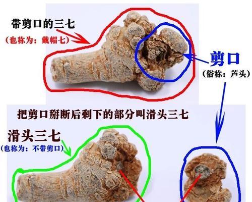 三七种子怎么种植？全面种植方法介绍