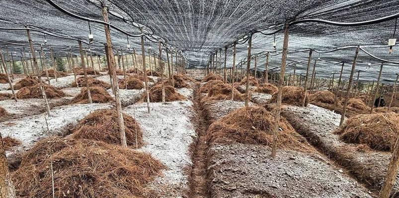三七种子怎么种植？全面种植方法介绍