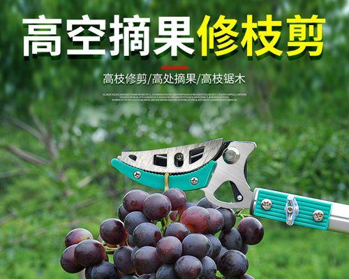 修剪枝条龙眼怎么修剪