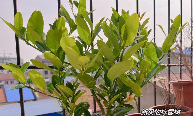 柠檬树修剪枝丫全攻略：确保您的果树健康成长