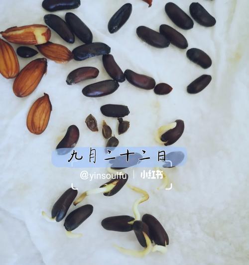 玉谷叶种子怎么催芽快