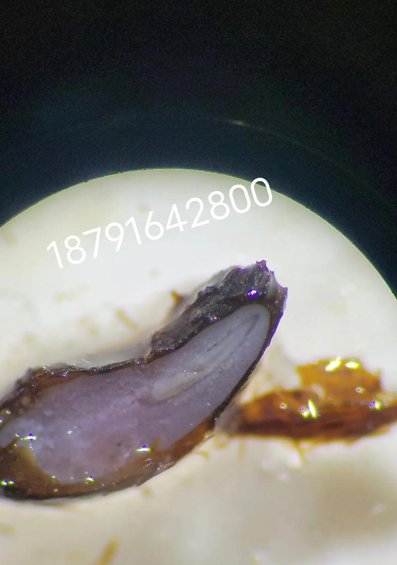 玉谷叶种子怎么催芽快