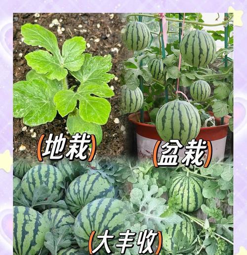 西瓜要怎么种植——全面指南