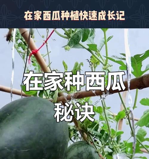 西瓜要怎么种植——全面指南