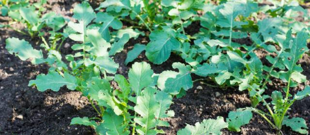 豆丁萝卜怎么种植方法