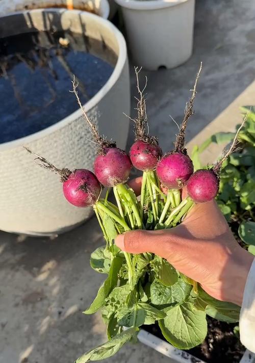 豆丁萝卜怎么种植方法