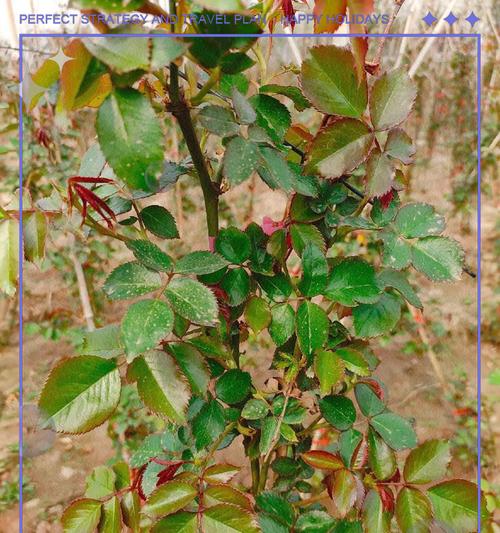 怎么选藤本苗种植方法