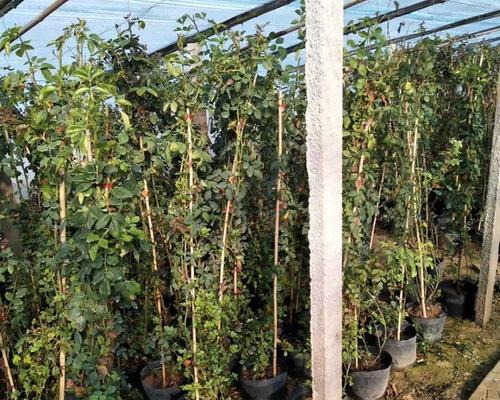 怎么选藤本苗种植方法
