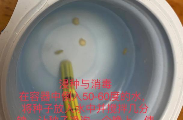 彩兰种子怎么样催芽