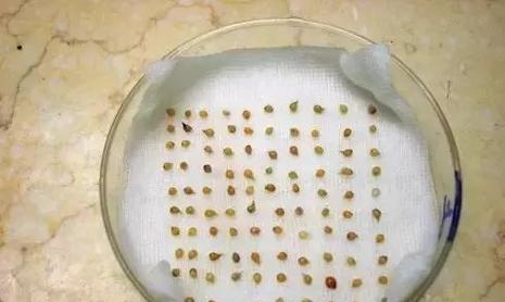 彩兰种子怎么样催芽