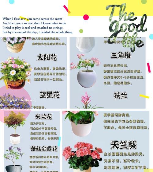 向日葵花种植的全面指南