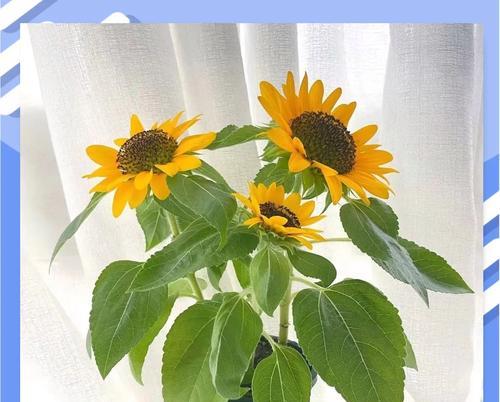 向日葵花种植的全面指南