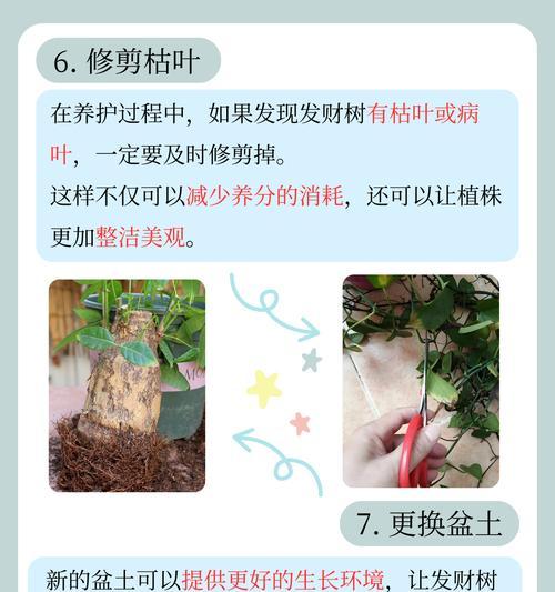 老树杆催芽技巧：让枯木逢春的秘诀