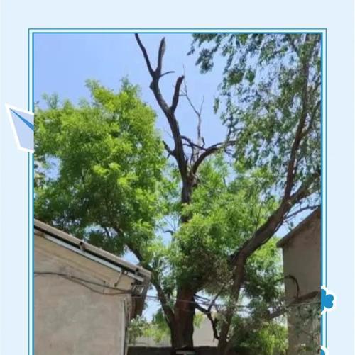 老树杆催芽技巧：让枯木逢春的秘诀