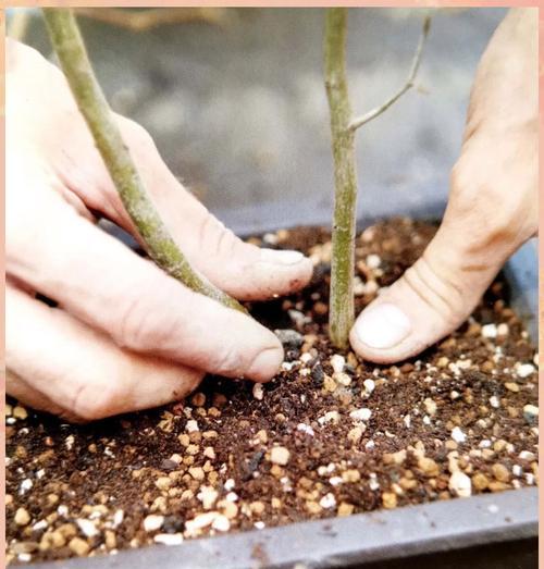 老树杆催芽技巧：让枯木逢春的秘诀