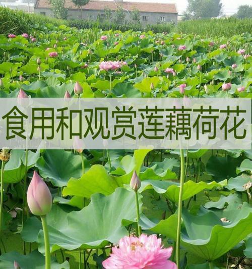 荷花种藕催芽快：专家指导与实用技巧