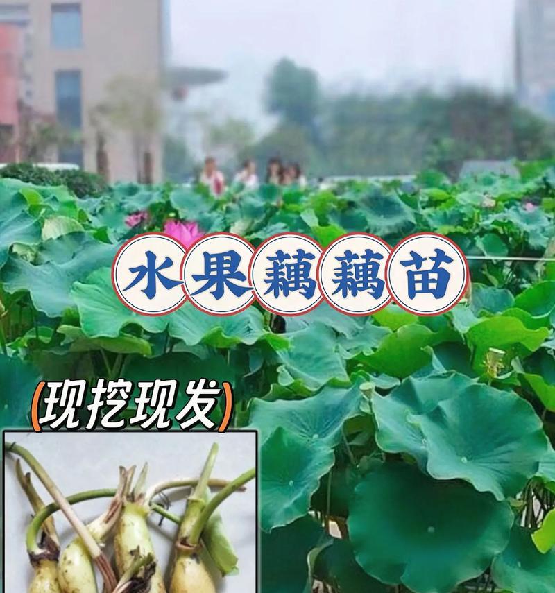 荷花种藕催芽快：专家指导与实用技巧