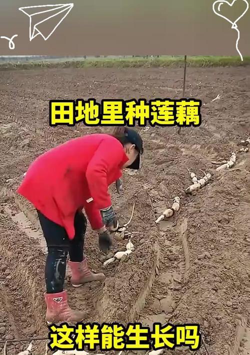 荷花种藕催芽快：专家指导与实用技巧