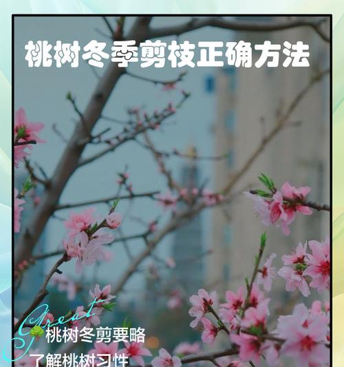 桃子修剪怎么剪枝：专业指导手册