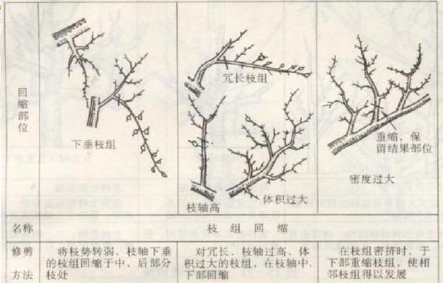 桃子修剪怎么剪枝：专业指导手册