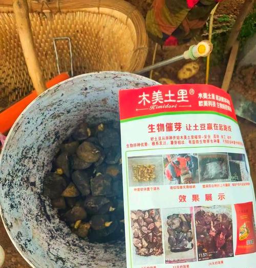 土豆用沙催芽怎么催
