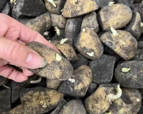 土豆用沙催芽怎么催